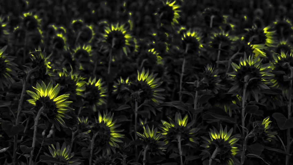 Last Sunflower Field VI - ID 007922