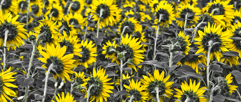 Last Sunflower Field VII - ID 007923