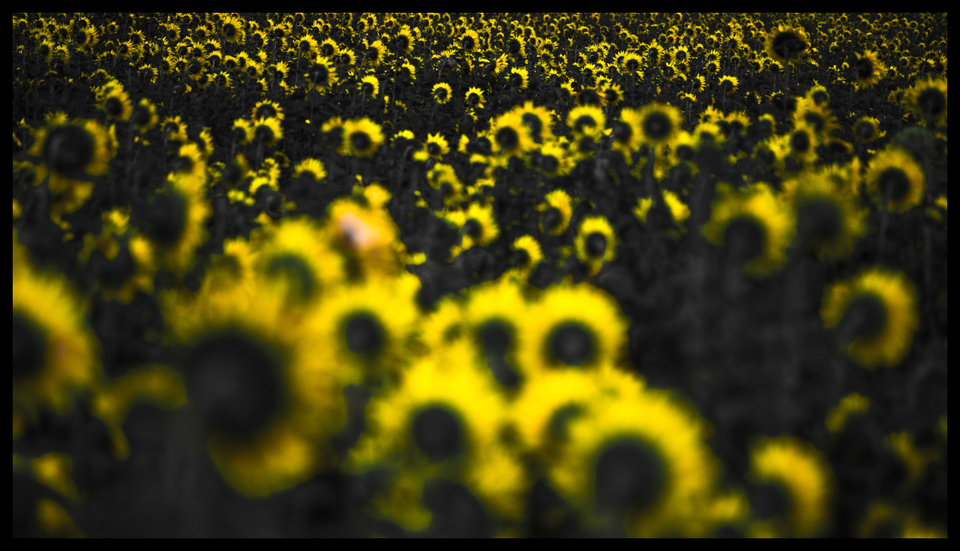 Last Sunflower Field XIV - ID 007930