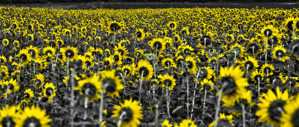 Last Sunflower Field XVI - ID 007932