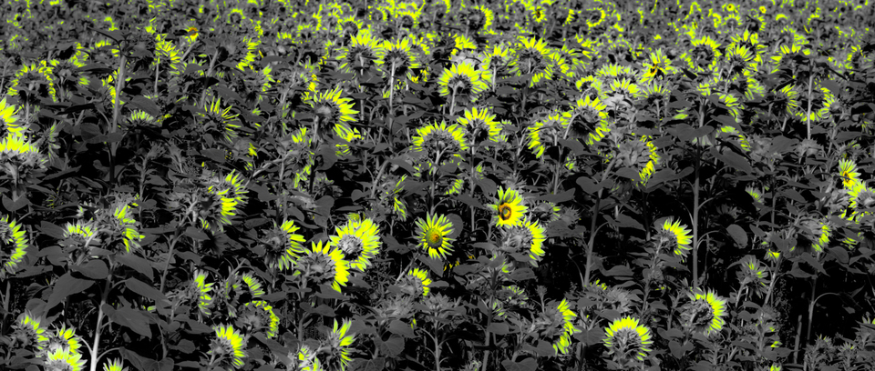 Last Sunflower Field XVII - ID 007933