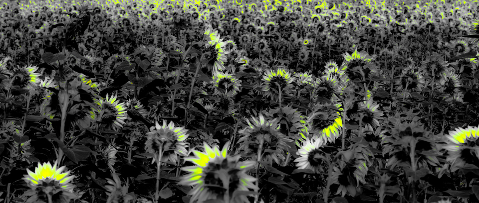 Last Sunflower Field XVIII - ID 007934