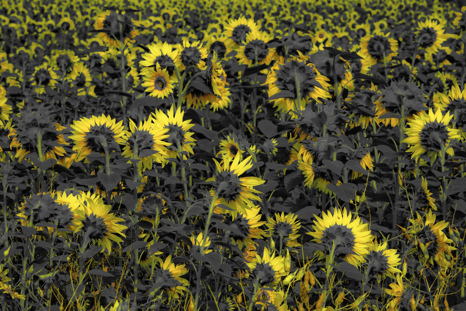 Last Sunflower Field XX - ID 007936