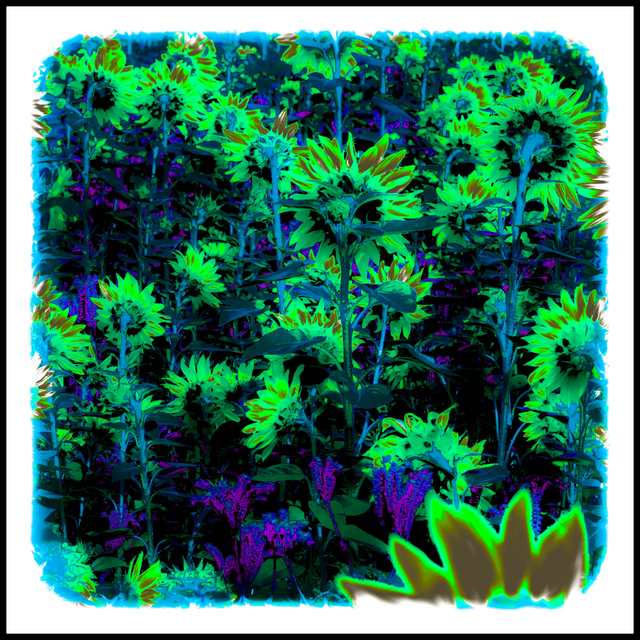 Last Sunflower Field XXIII - ID 007939