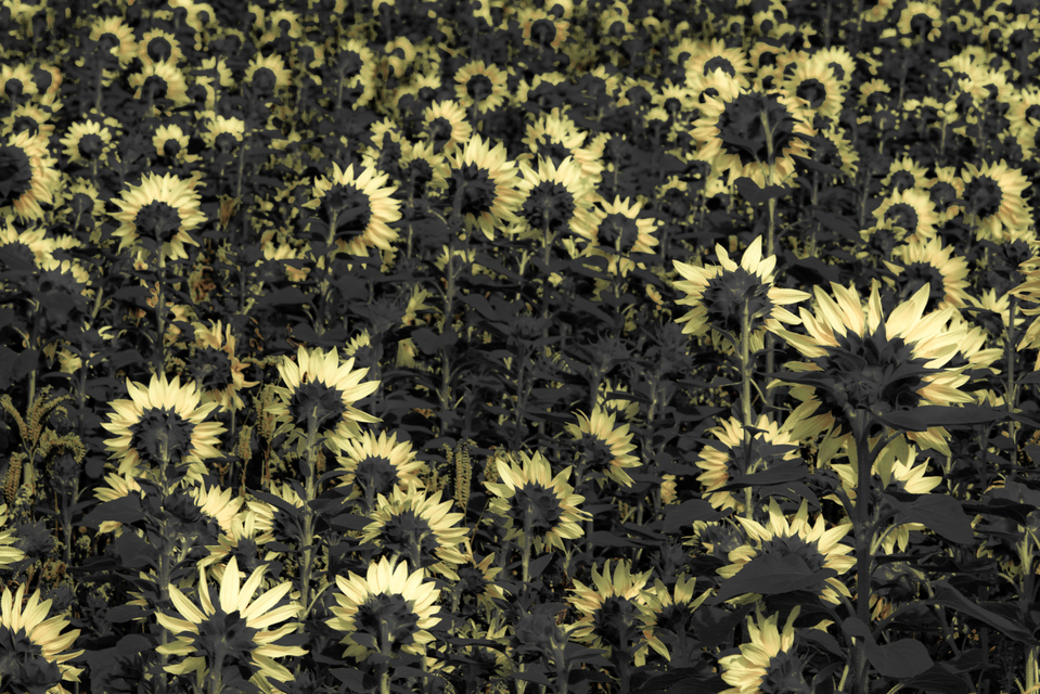Last Sunflower Field XXIV - ID 007940