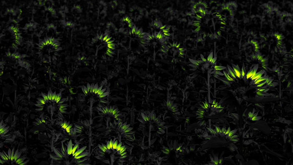 Last Sunflower Field XXV - ID 007941