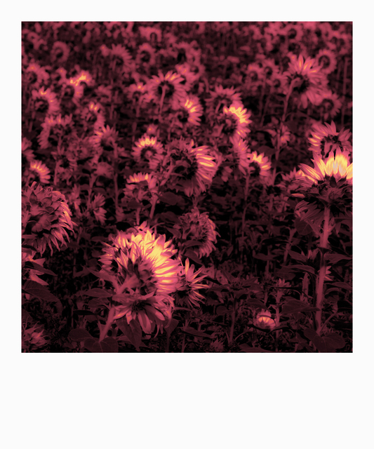 Last Sunflower Field XXIX - ID 007945