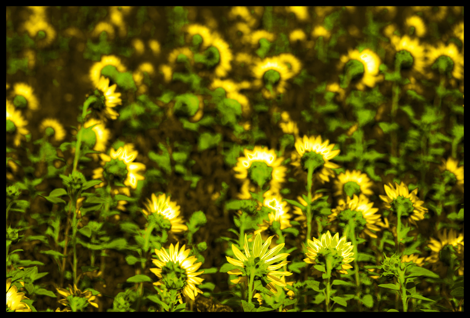 Last Sunflower Field XXXI - ID 007947