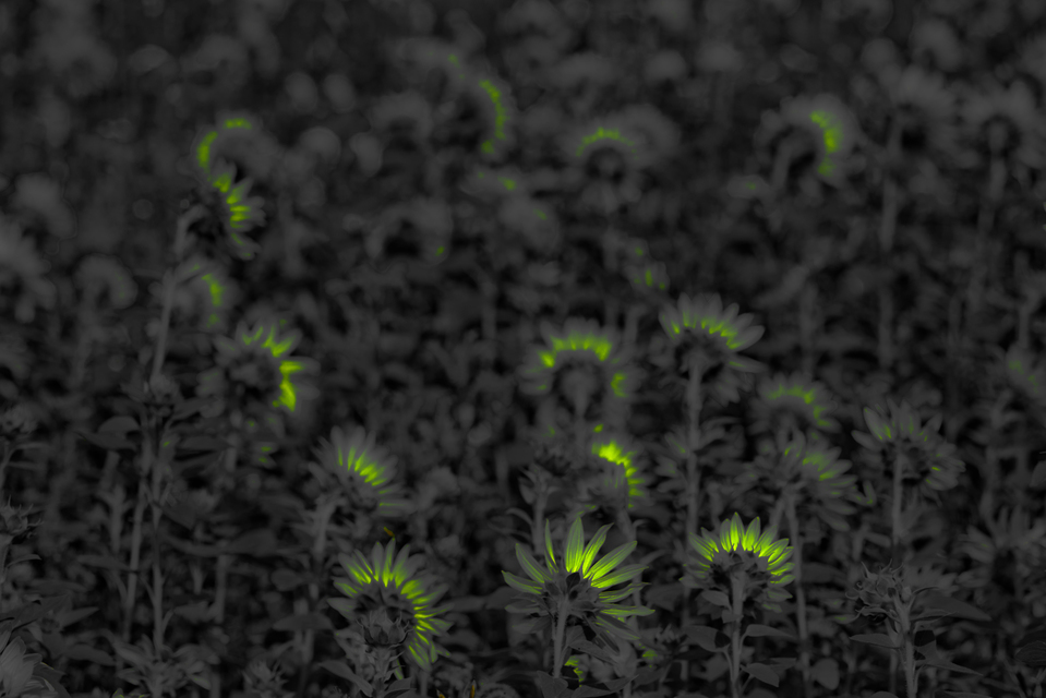 Last Sunflower Field XXXII - ID 007948