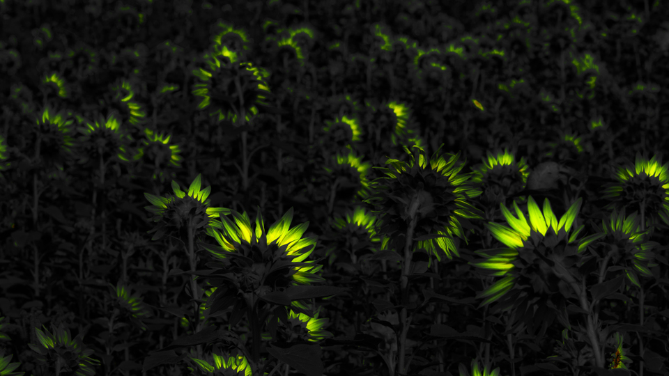 Last Sunflower Field XXXIV - ID 007950