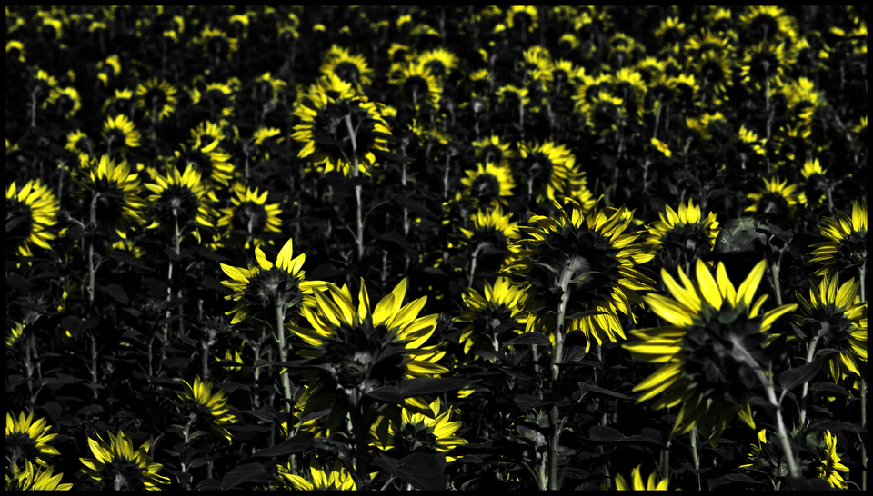 Last Sunflower Field XXXVI - ID 007952