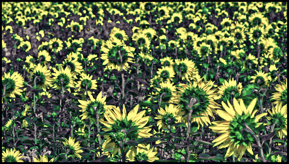 Last Sunflower Field XXXVII - ID 007953