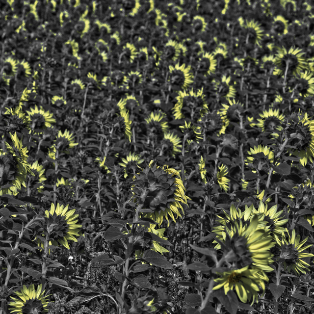 Last Sunflower Field XL - ID 007956