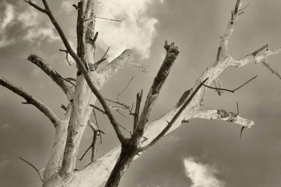 Dead Tree - ID 007959