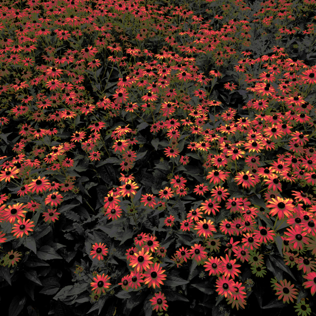 Colored Coneflower - ID 008078