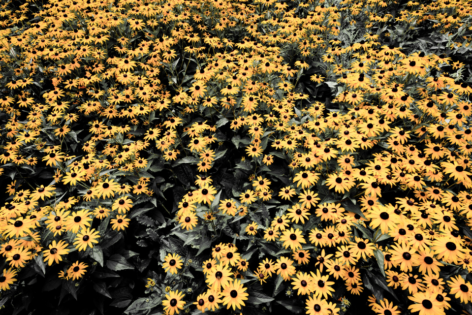 Coneflower I - ID 008079