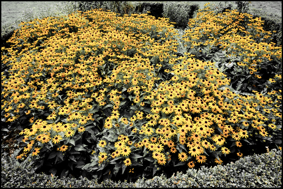 Coneflower II - ID 008080