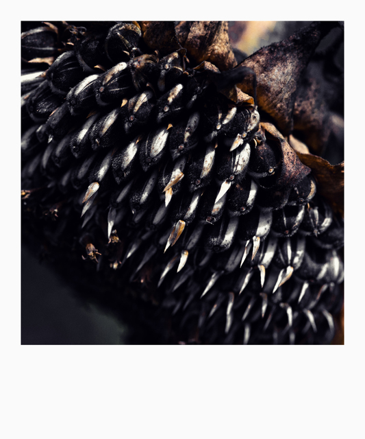 Dark Sunflower I - ID 008090