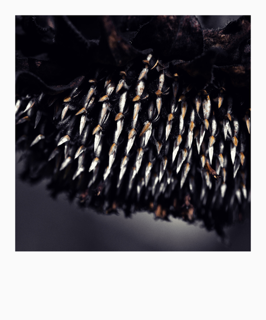 Dark Sunflower II - ID 008091