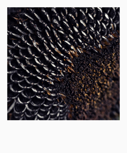 Dark Sunflower III - ID 008092