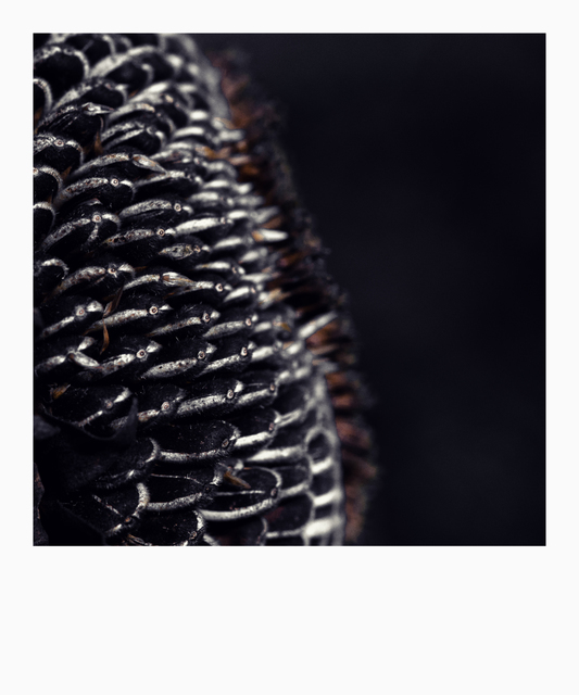 Dark Sunflower V - ID 008094