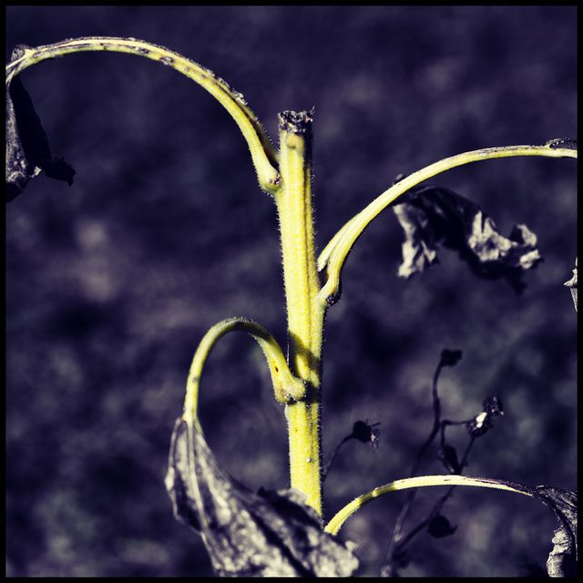 Dead Sunflower - ID 008095