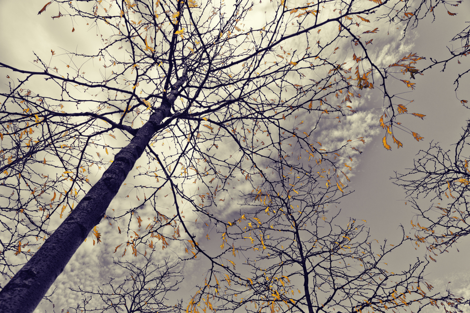 Last Yellow Leafs II - ID 008097