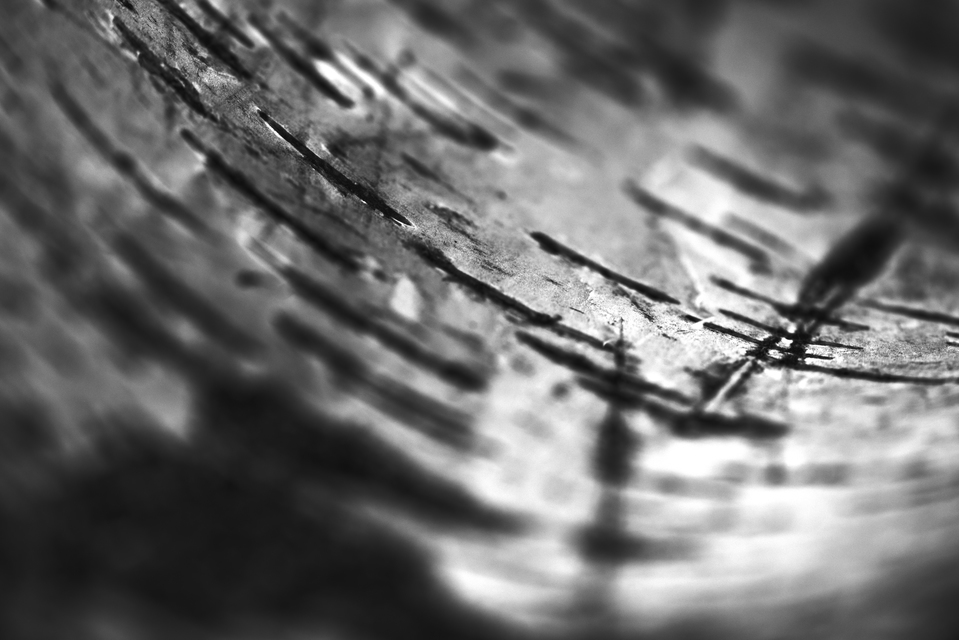 Birch Bark I - ID 008101