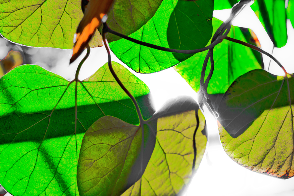 Leaf Art III - ID 008107