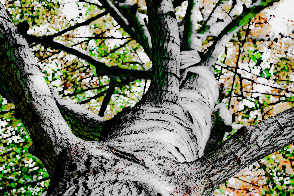Upwards Autumn Tree II - ID 008114