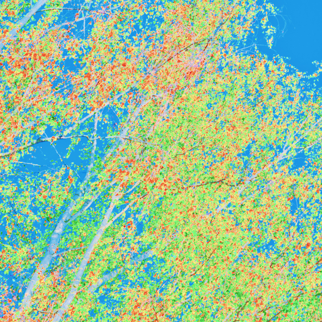 Green Yellow and Red on Blue - ID 008118