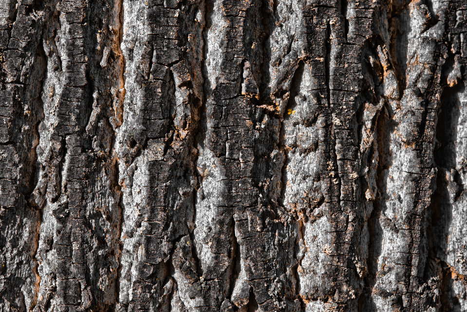 Bark - ID 008121