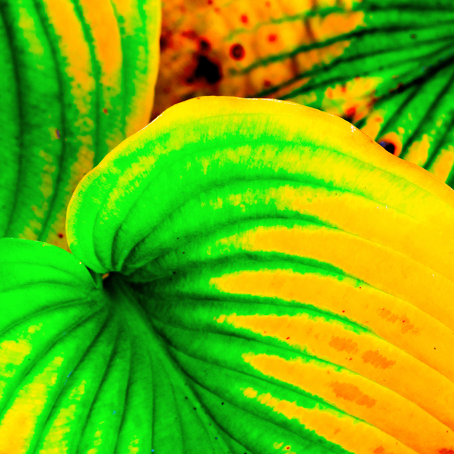 My Colored Leaves I - ID 008129