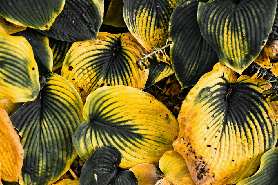 My Colored Leaves II - ID 008130