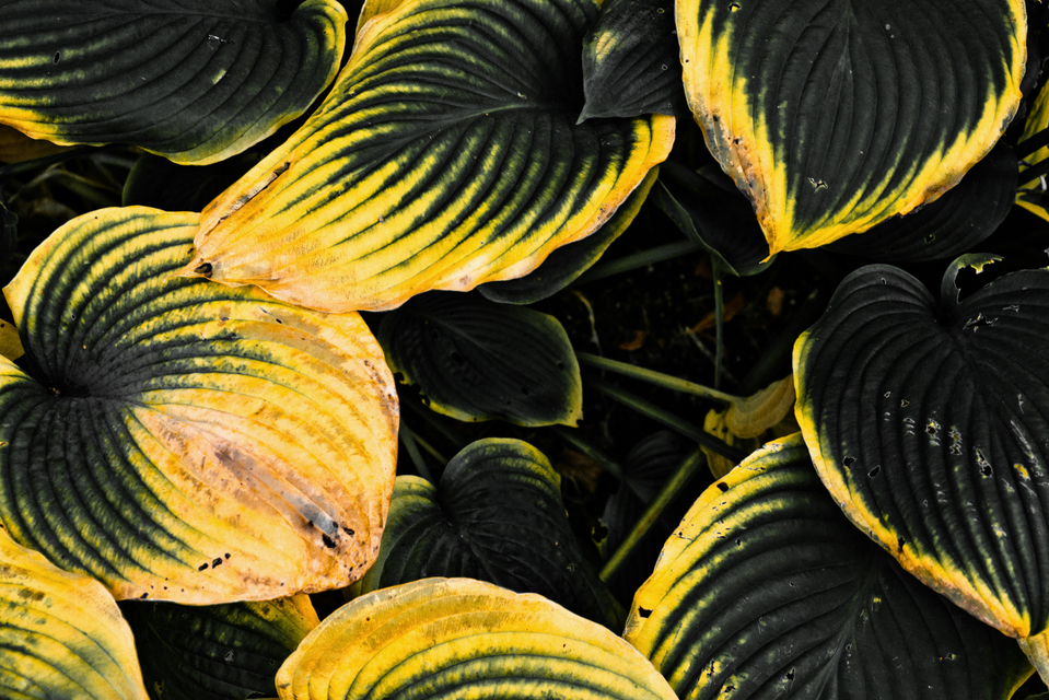 My Colored Leaves IV - ID 008132