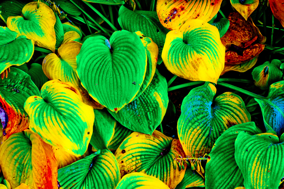 My Colored Leaves V - ID 008133