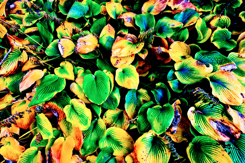 My Colored Leaves VI - ID 008134