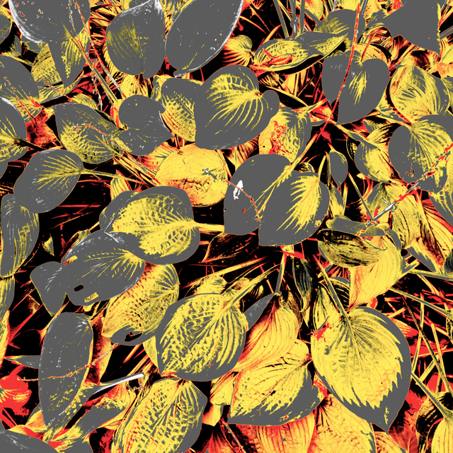 My Colored Leaves VII - ID 008135