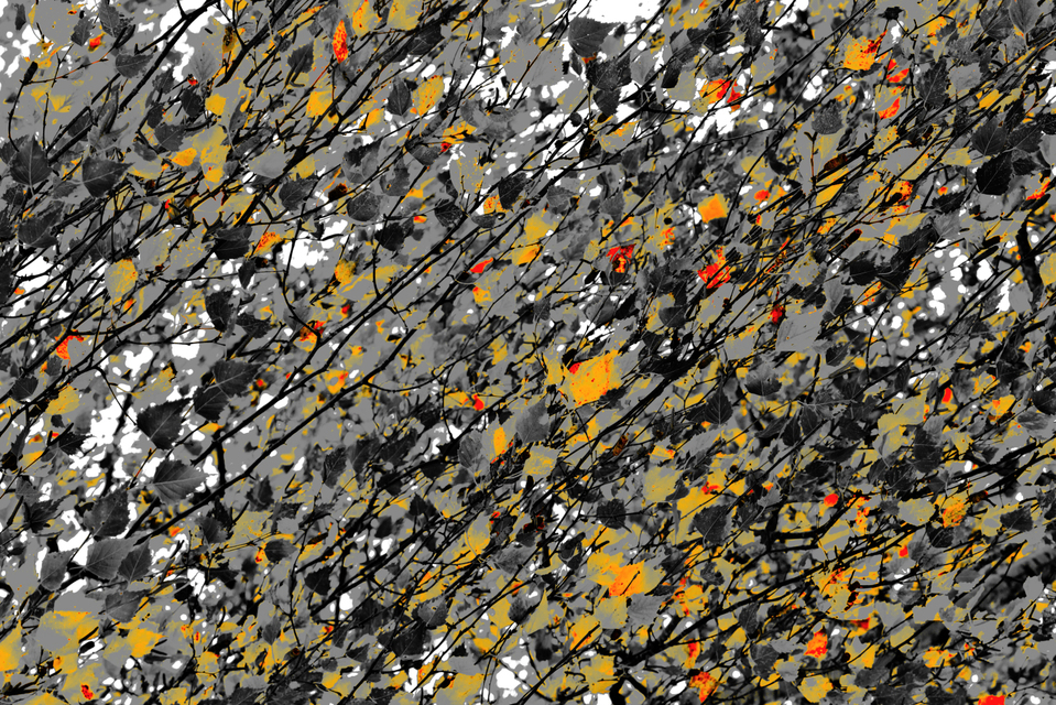 Color on Grey - ID 008136