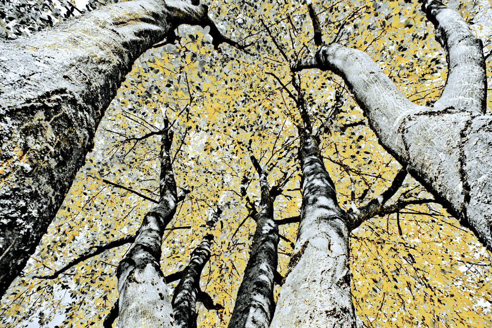 Tree Painting III - ID 008140