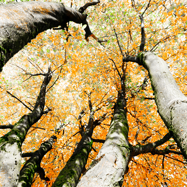 Tree Painting VI - ID 008143