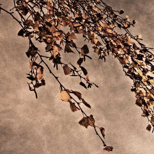 Autum Branch I - ID 008144