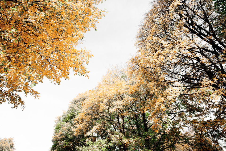 Graveyard Trees - ID 008146