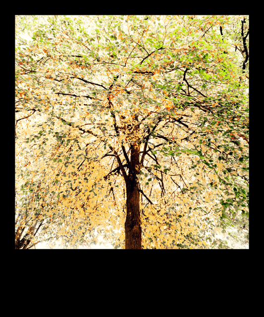 Black Framed - ID 008148