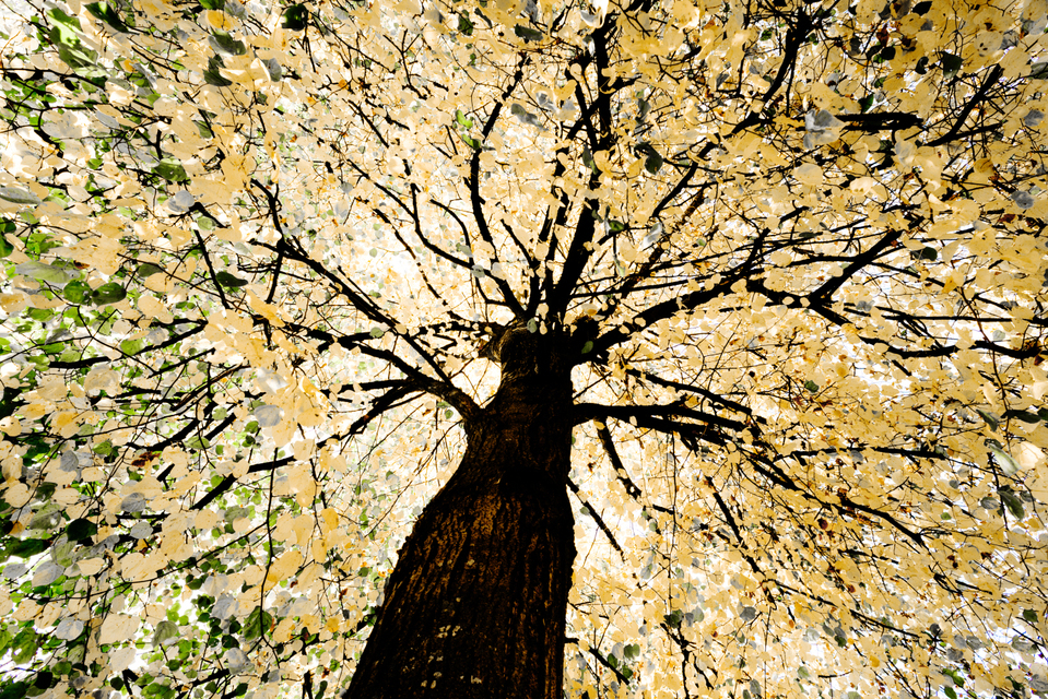 Dark Tree - ID 008150