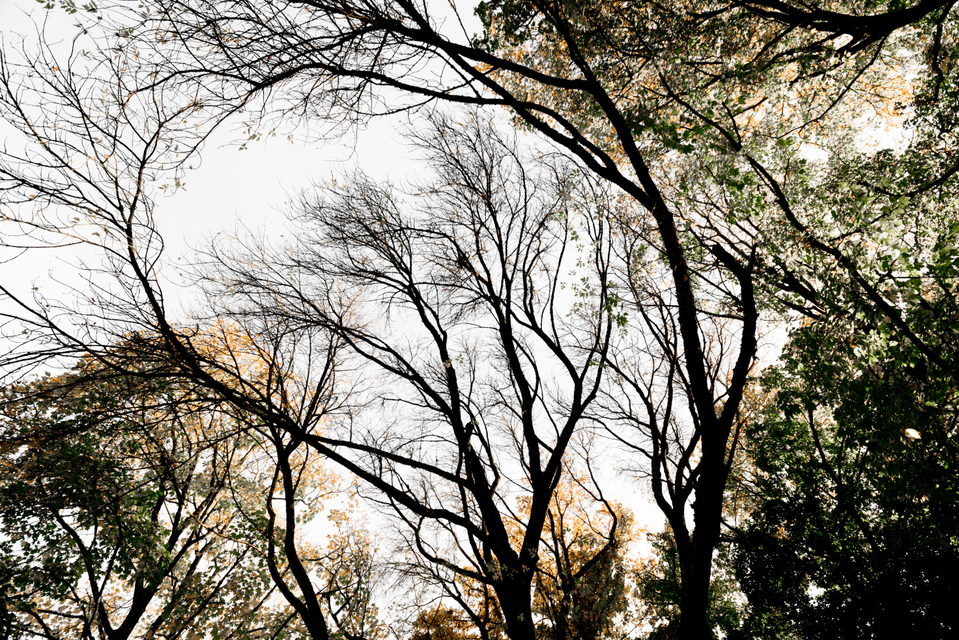 Curved Tree I - ID 008152