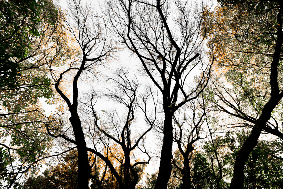 Curved Tree II - ID 008153