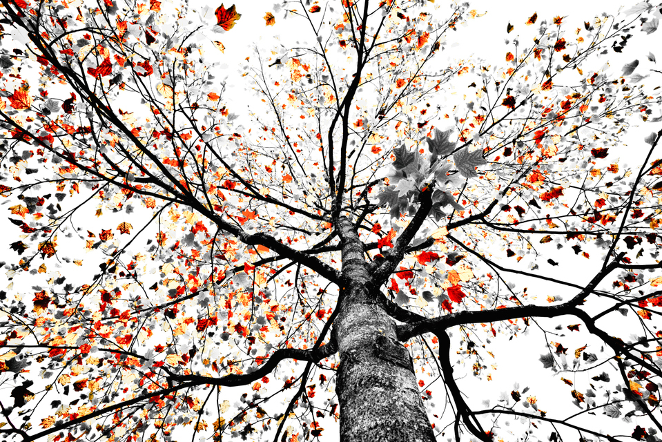 Red Grey on White - ID 008168