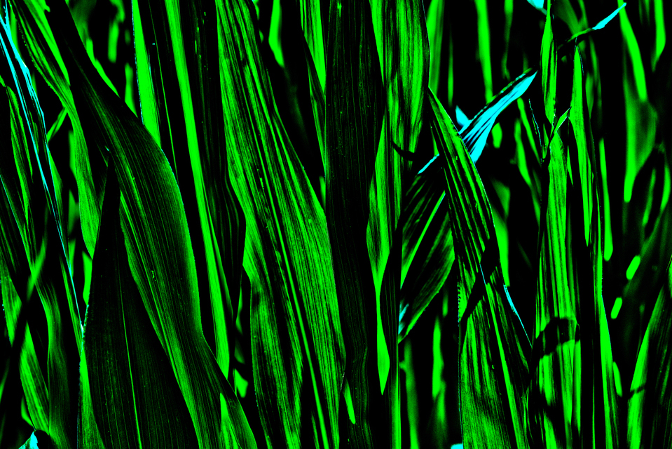 Dark Corn - ID 008198