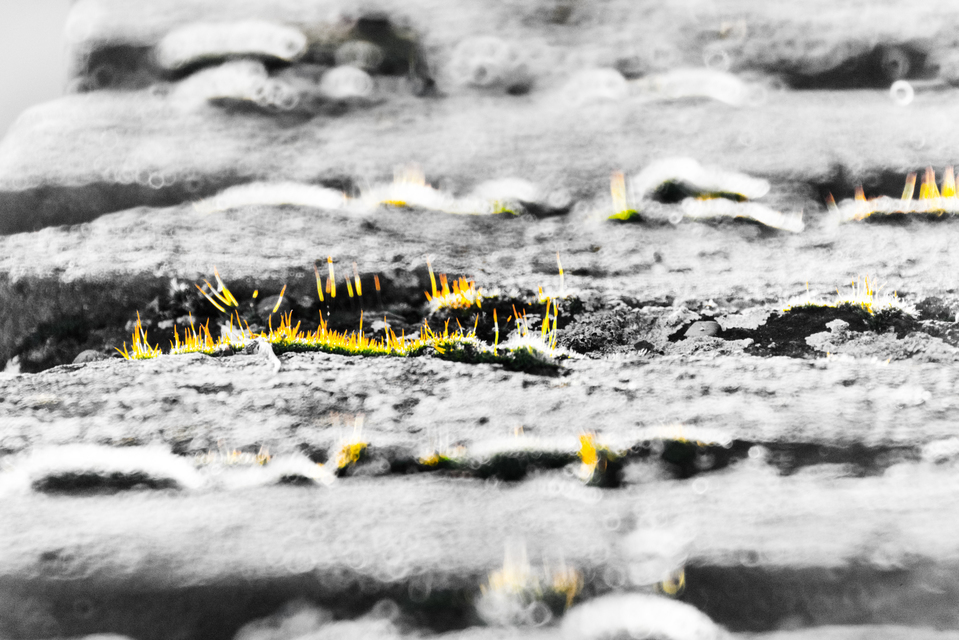 Moss on Wall I - ID 008280